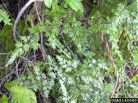 Japanese climbing fern (Lygodium japonicum)