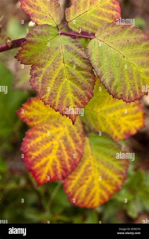 Blackberry (Rubus fruticosus) leaves in a rainbow of autumn colors ...