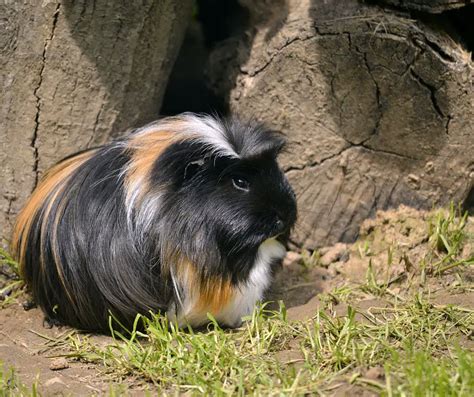 Where Do Guinea Pigs Come From? - More Guinea Pigs