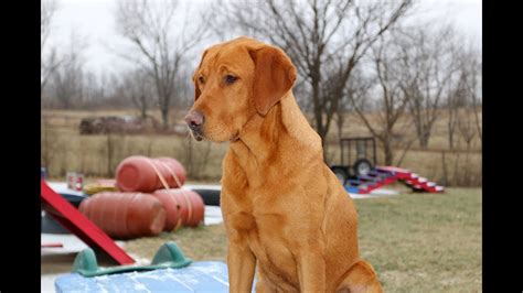 Fox Red Labrador Retriever Training Example - YouTube