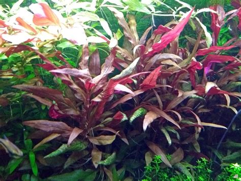 Alternanthera reineckii - Galerie - Aquarium-Stammtisch