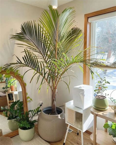 20 Beautiful Indoor Palm Trees To Create Your Home Oasis - Curbly