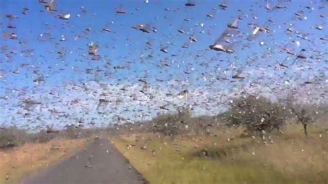 Plague of locusts infests impoverished Madagascar | CNN