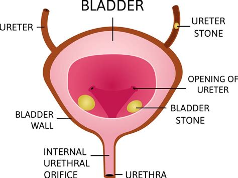 Urinary Bladder