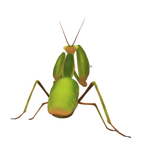 Drawing Of A Mantis Free Stock Photo - Public Domain Pictures