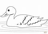 Patos Pato Ente Patito Anipedia Malvorlagen Kleurplaten Patinho  sketch template
