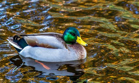 Male Mallard Duck In Pond Photograph by Rob Green