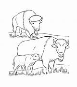 Free Bison Coloring Pages Printable sketch template