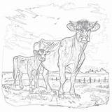 Cows Coloring Page  Pages Mimi Panda sketch template