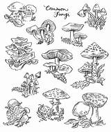 Common Fungi Coloring Page  FaveCraftscom sketch template