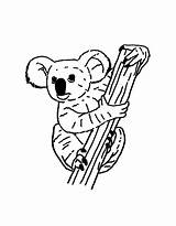 Koala Coloring Pages Free Printable PDF sketch template