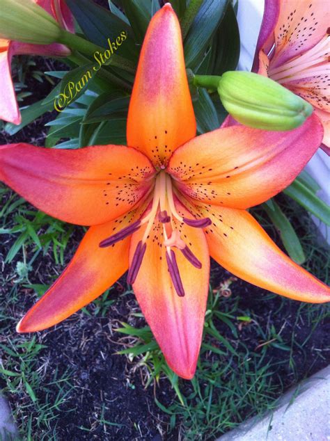 My Star Gazer Lily Exotic Flowers, Tropical Flowers, Amazing Flowers, Beautiful Flowers, Flower ...