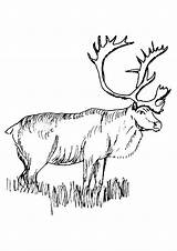 Free Printable Coloring Pages Of Elk  KileyropLittle sketch template
