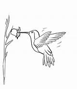 Hummingbird Coloring Pages sketch template