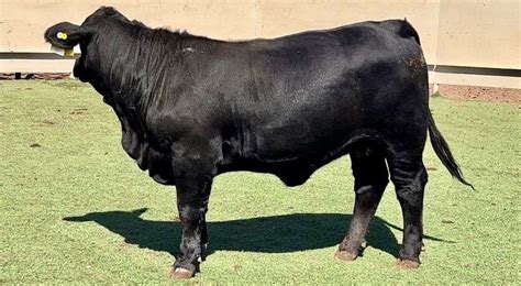 Bred Brangus - J&J Cattle Co