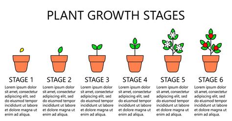 Plant growth stages infographics. Line art icons. Planting instruction template. Linear style ...