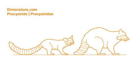 Procyonids | Procyonidae Dimensions & Drawings | Dimensions.com