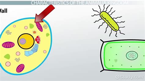 Animalia Kingdom: Definition, Characteristics & Facts - Video & Lesson ...