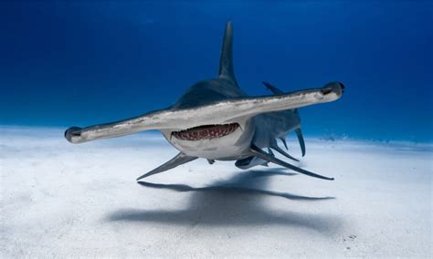 Hammerhead Predators: What Eats Hammerhead Sharks?