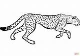 Cheetah coloring Page  Free Printable Coloring Pages sketch template
