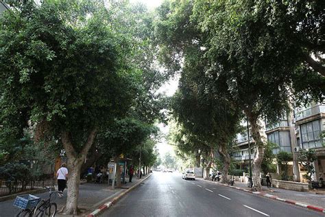 Israel to plant nearly half a million trees in cities by 2040 – www.israelhayom.com