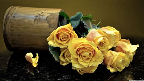 Yellow Rose Wallpapers - Top Free Yellow Rose Backgrounds - WallpaperAccess