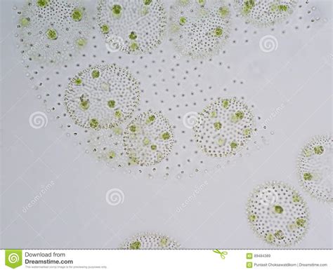 Volvox is Genus of Chlorophyte Green Algae Stock Image - Image of ...