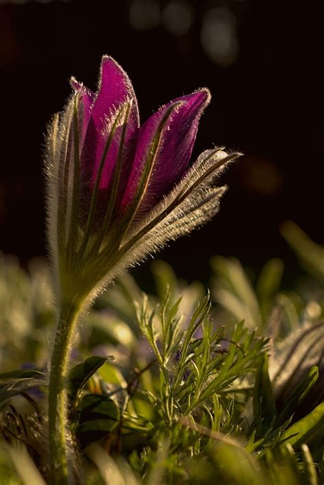 Pasqueflower Pasque Flower - Free photo on Pixabay