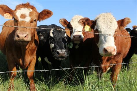 Herd Of Cows Pasture Fence Free Stock Photo - Public Domain Pictures