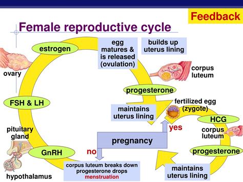 PPT - Endocrine System Hormones PowerPoint Presentation, free download - ID:9118067