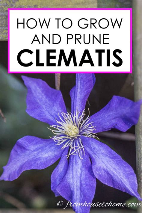 Clematis Care: The Ultimate Guide To Planting, Growing and Pruning ...