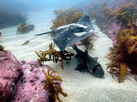 Port Jackson Shark – "OCEAN TREASURES" Memorial Library