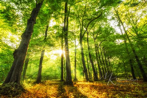 In which season of the year do forests look the best? - Random - Fanpop