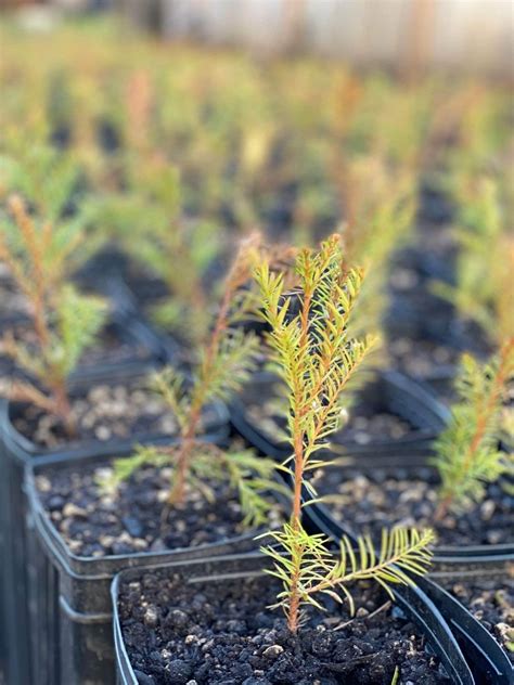 Coast Redwood tree seedlings | Etsy