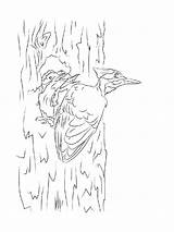 Woodpecker coloring page sketch template