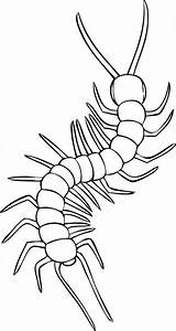 Centipede Coloring Page Coloringcrewcom Sketch sketch template