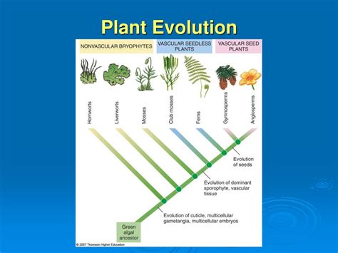 PPT - The Plant Kingdom: Seedless Plants PowerPoint Presentation, free download - ID:4122393