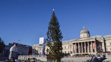 Who donates the Trafalgar Square Christmas tree, and why does it look dead?