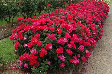 Plant Care 101: Double Knock Out Roses | Knockout roses, Lawn and ...