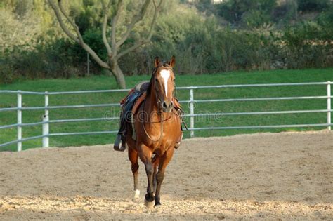 Saddled horse stock photo. Image of beautiful, brown, tall - 362164