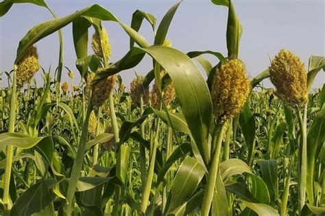 Researchers aim to make sorghum more palatable for poultry - Poultry World