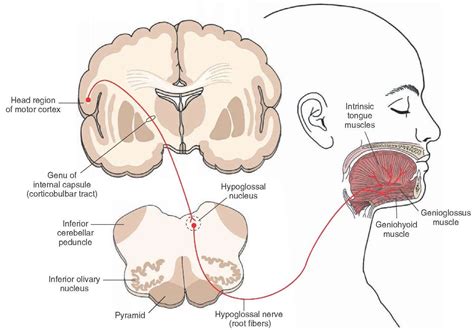 Diagram illustrates the origin and distribution of the hypoglossal ...