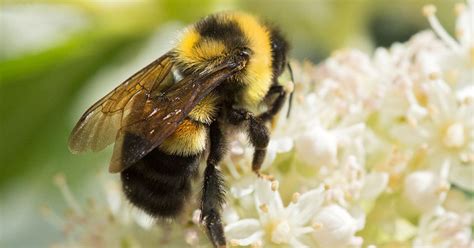 Bumble Bee Species Is First In Continental U.S. To Be On Endangered ...