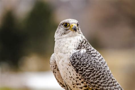 26 Birds in Maine - An Informative and Fun Local Wildlife Guide!