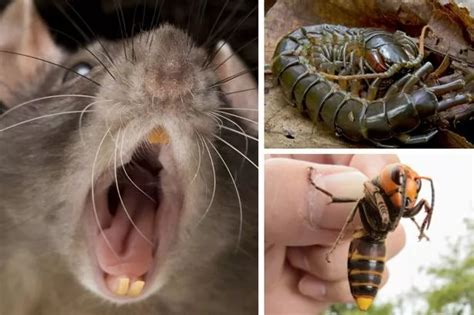 Giant rats and six other mutant critters from around the world - Mirror Online