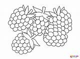 20  Blackberry Coloring Pages Free Printable PDF & Online sketch template