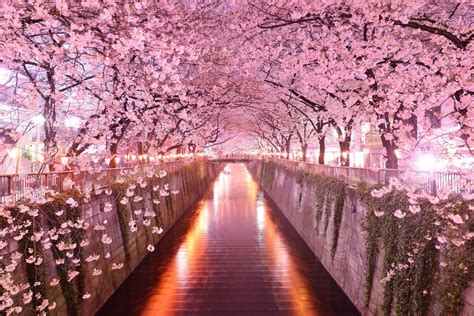 Sakura Spring Wallpapers - Wallpaper Cave