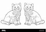 Cute Kittens For coloring Template A Book With little  sketch template