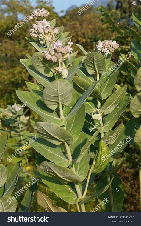 Calotropis Gigantica Plant Name Best Medicinal Stock Photo 2243855323 ...