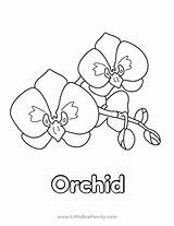Orchid Coloring Page  Little Bee Family sketch template